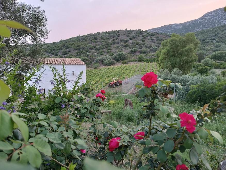 Agriturismo Sa Conca Ruia Orosei Buitenkant foto
