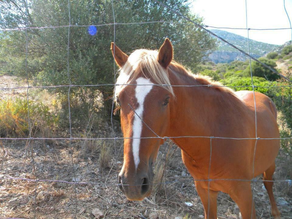 Agriturismo Sa Conca Ruia Orosei Buitenkant foto